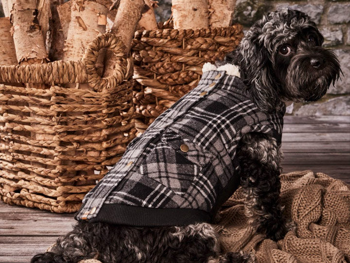 Featured Collections – hoteldoggycom