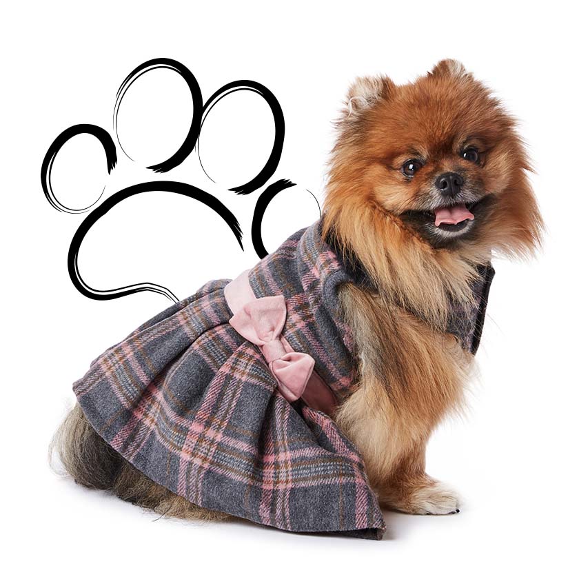 Dog wearing Hotel Doggy dress